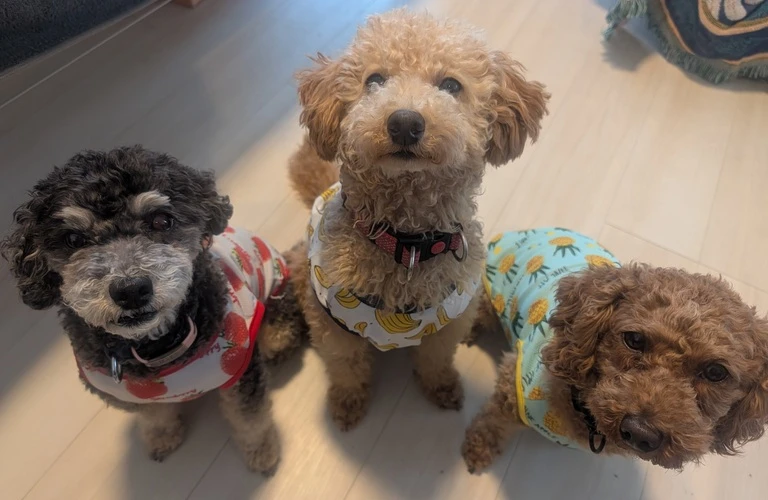 犬と心を通わせることで、心と体が癒される体験を