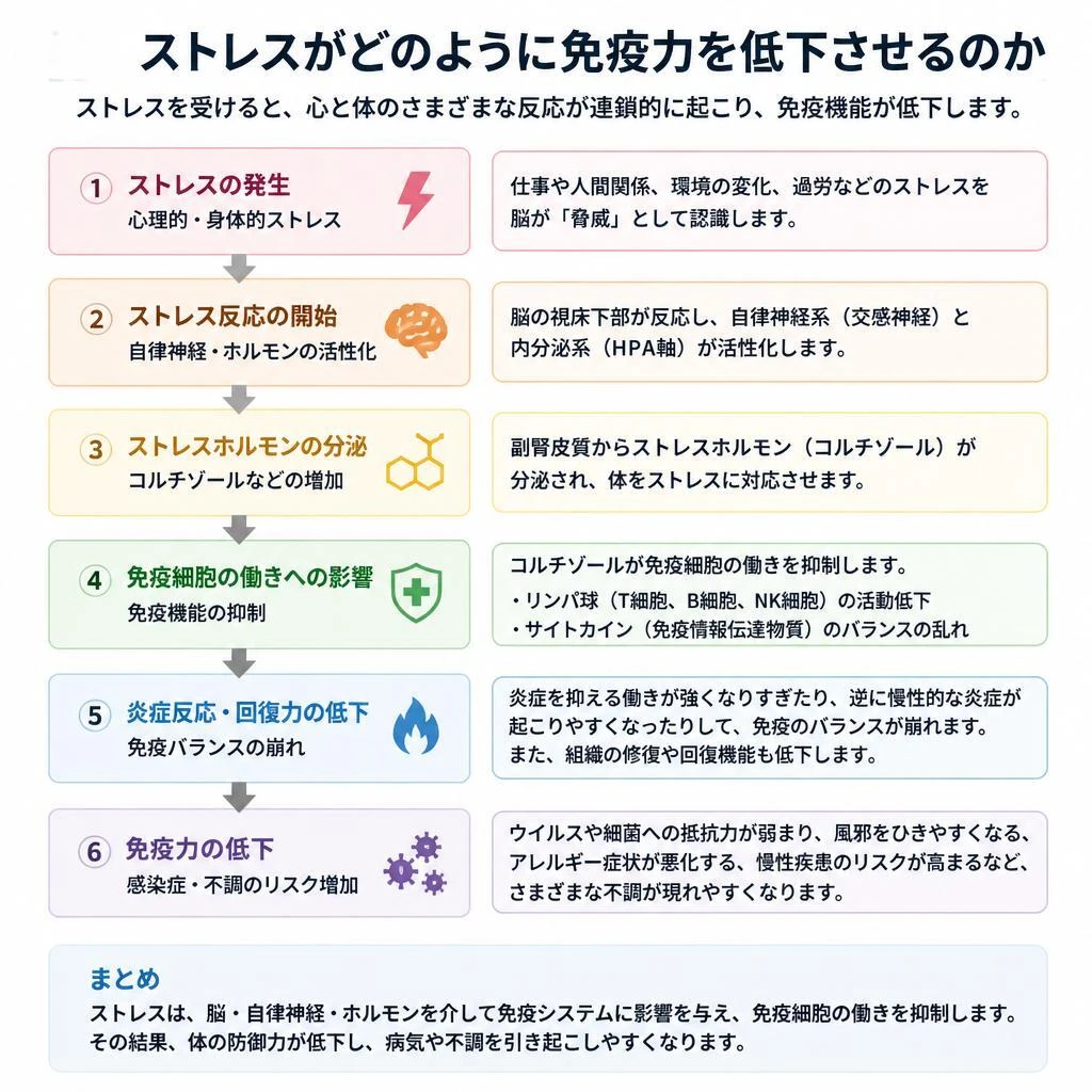 2. ストレスが免疫に与える影響