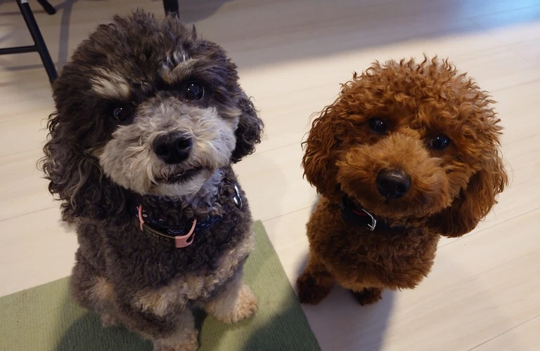 動物がもたらす心身の癒し、あなたのリハビリテーションパートナー。
